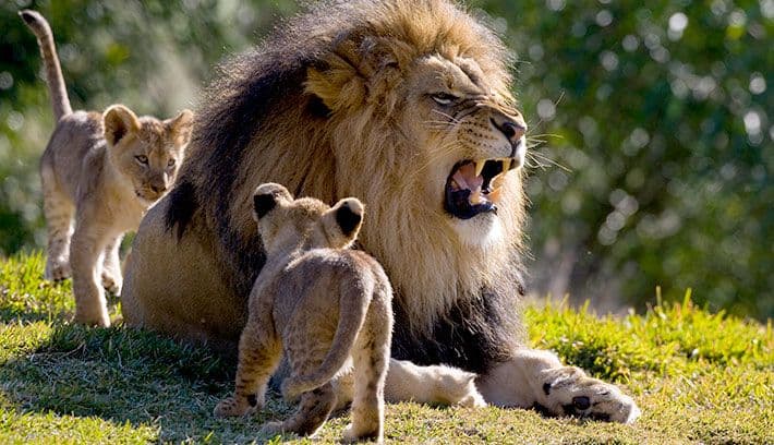 Cover Image for When Dad’s Got Your Back! A Heartwarming Moment with Lemek Male Lion and His Cub